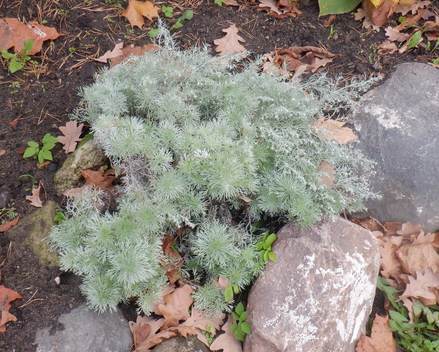 Image of Artemisia schmidtiana specimen.