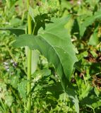 Atriplex sagittata