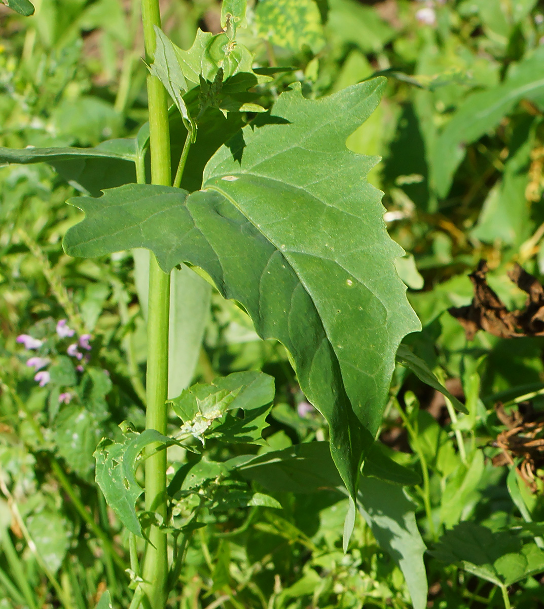 Image of Atriplex sagittata specimen.