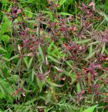 Pedicularis labradorica