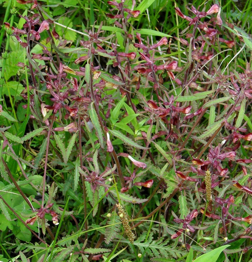 Image of Pedicularis labradorica specimen.