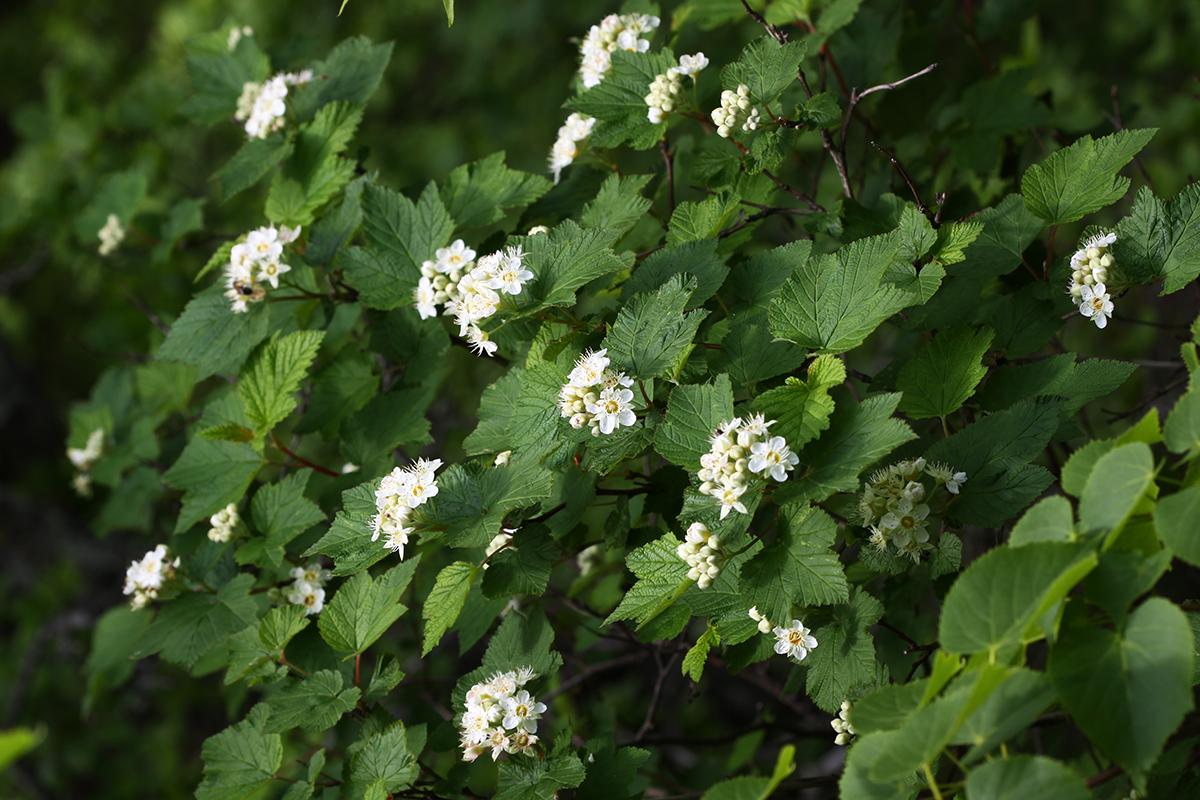 Изображение особи Physocarpus amurensis.