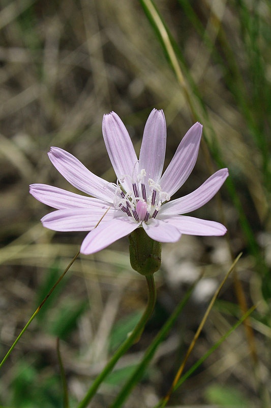 Image of Scorzonera purpurea specimen.