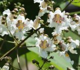 Catalpa bignonioides