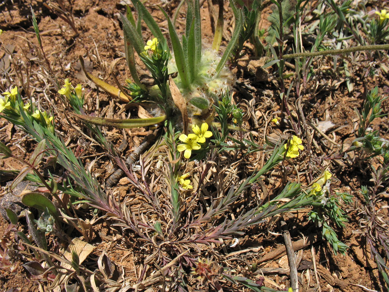 Image of Linum strictum ssp. spicatum specimen.