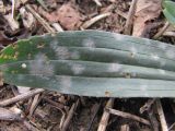 Plantago lanceolata. Фрагмент листа, поражённого мучнисторосяным грибом. Краснодарский край, Кавказский р-н, ст-ца Темижбекская, край поля. 02.11.2020.