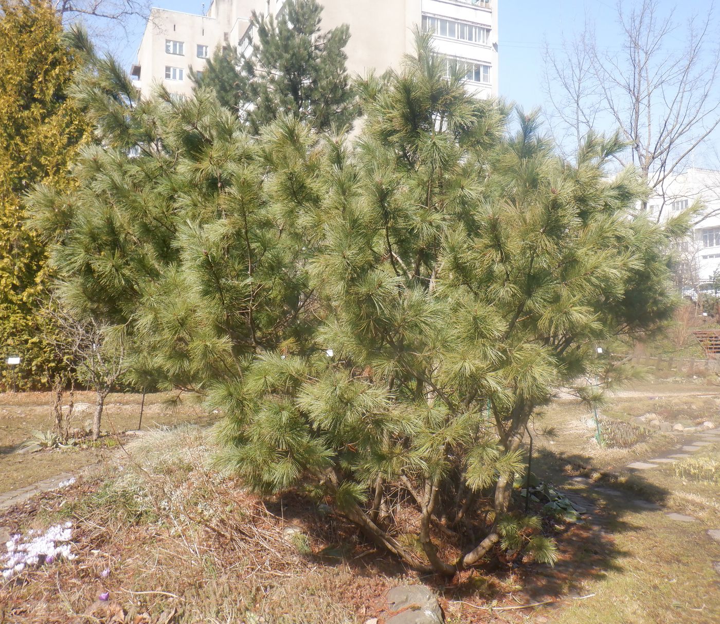 Image of Pinus pumila specimen.