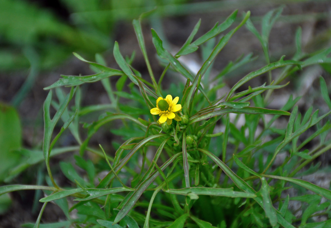 Изображение особи Ranunculus sceleratus.