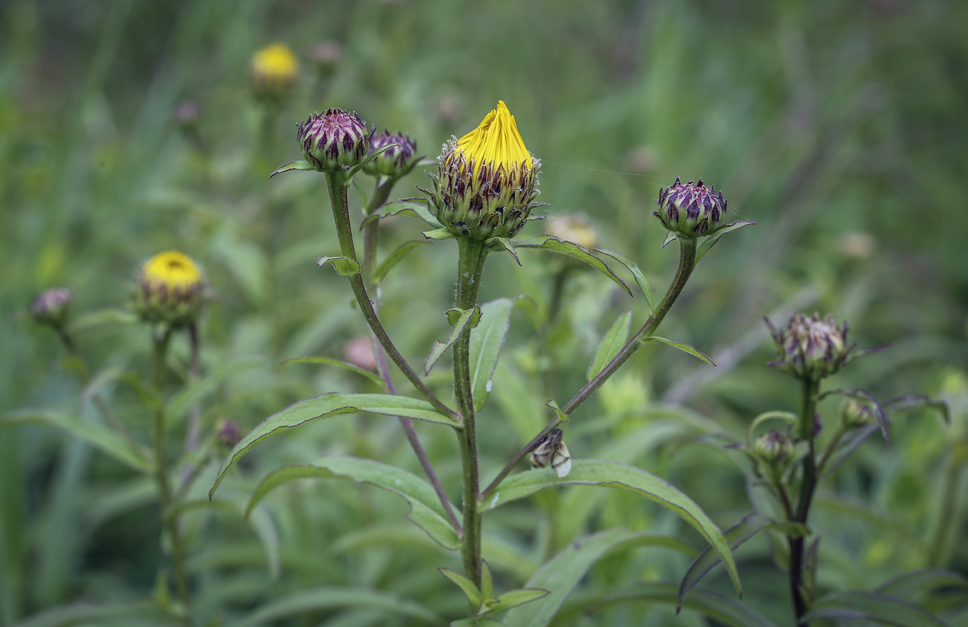 Image of Inula salicina specimen.