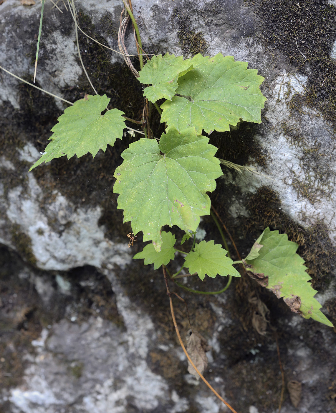 Изображение особи Humulus lupulus.