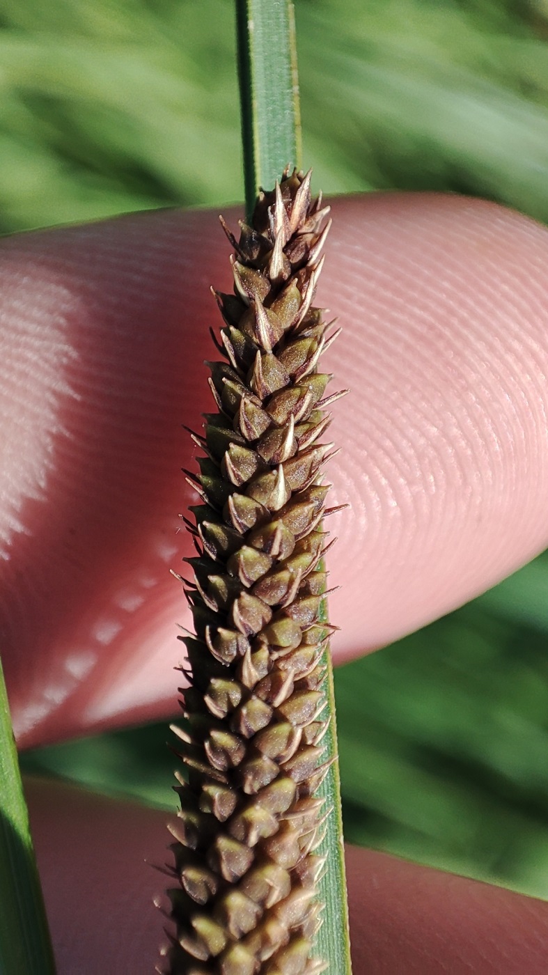 Изображение особи Carex aquatilis.