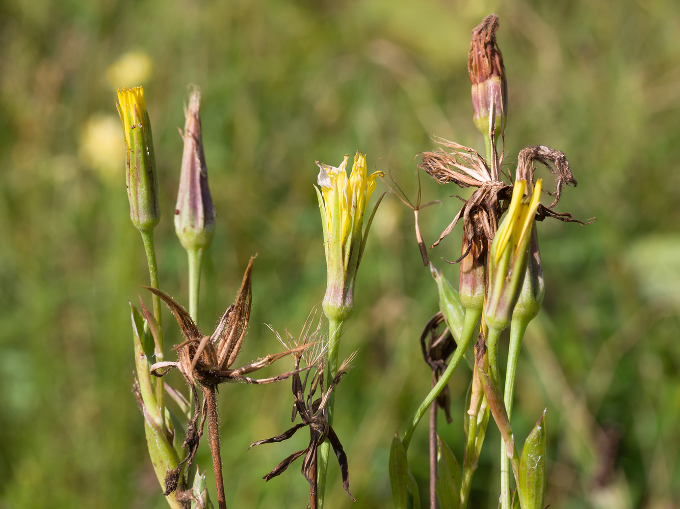 Image of Tragopogon dasyrhynchus specimen.