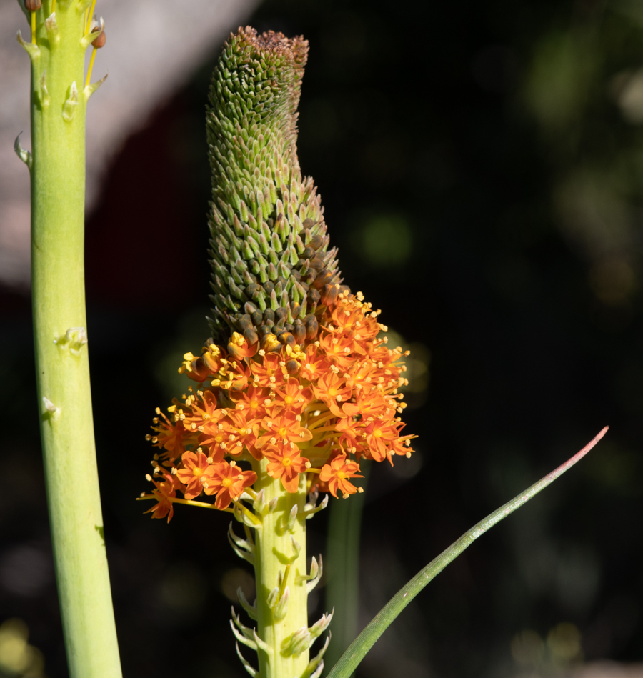 Изображение особи Bulbinella latifolia.