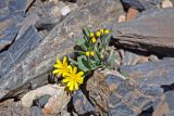 Crepis nana