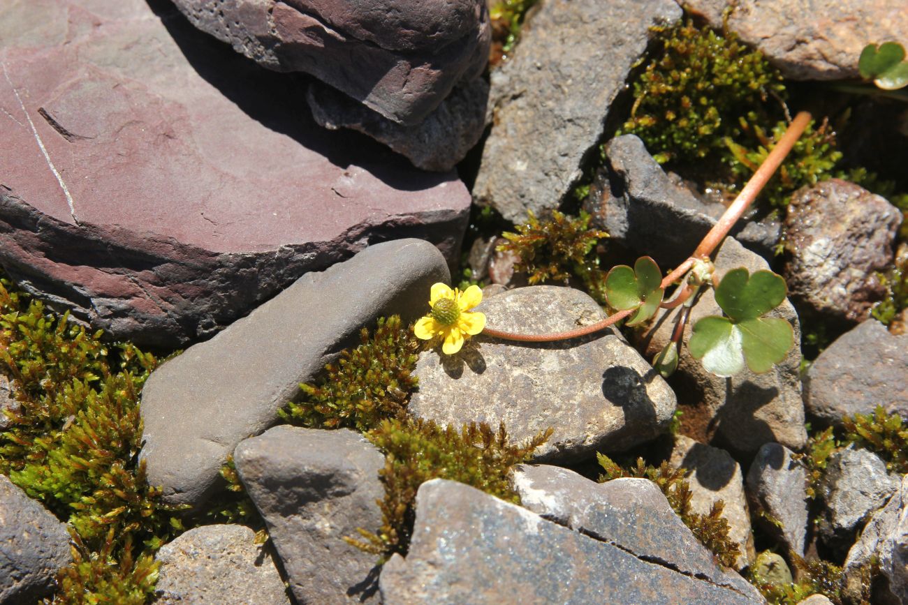 Image of Ranunculus natans specimen.