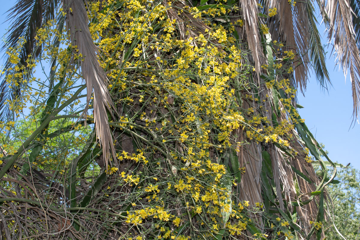 Image of Parkinsonia florida specimen.