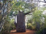 род Adansonia