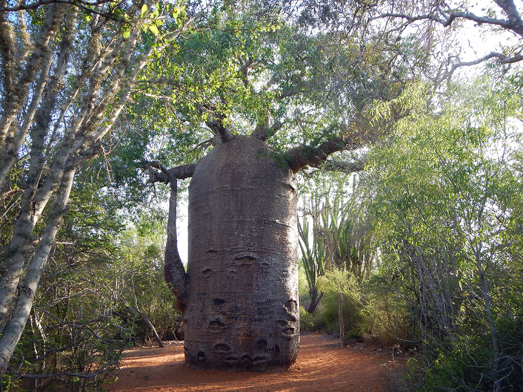 Изображение особи род Adansonia.