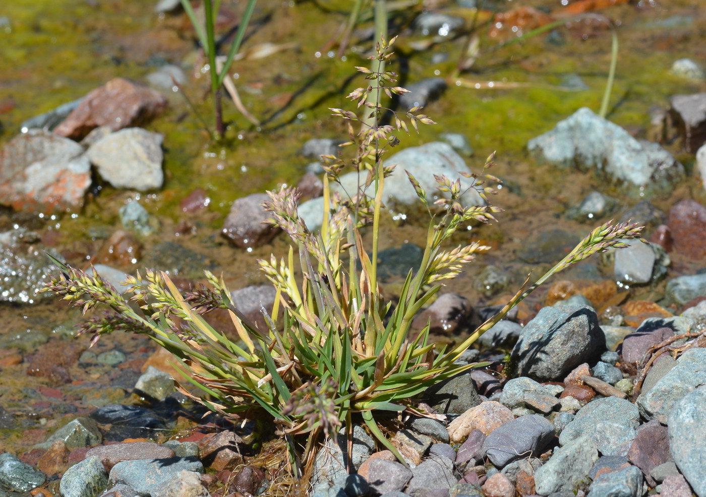 Image of Poa alpina specimen.