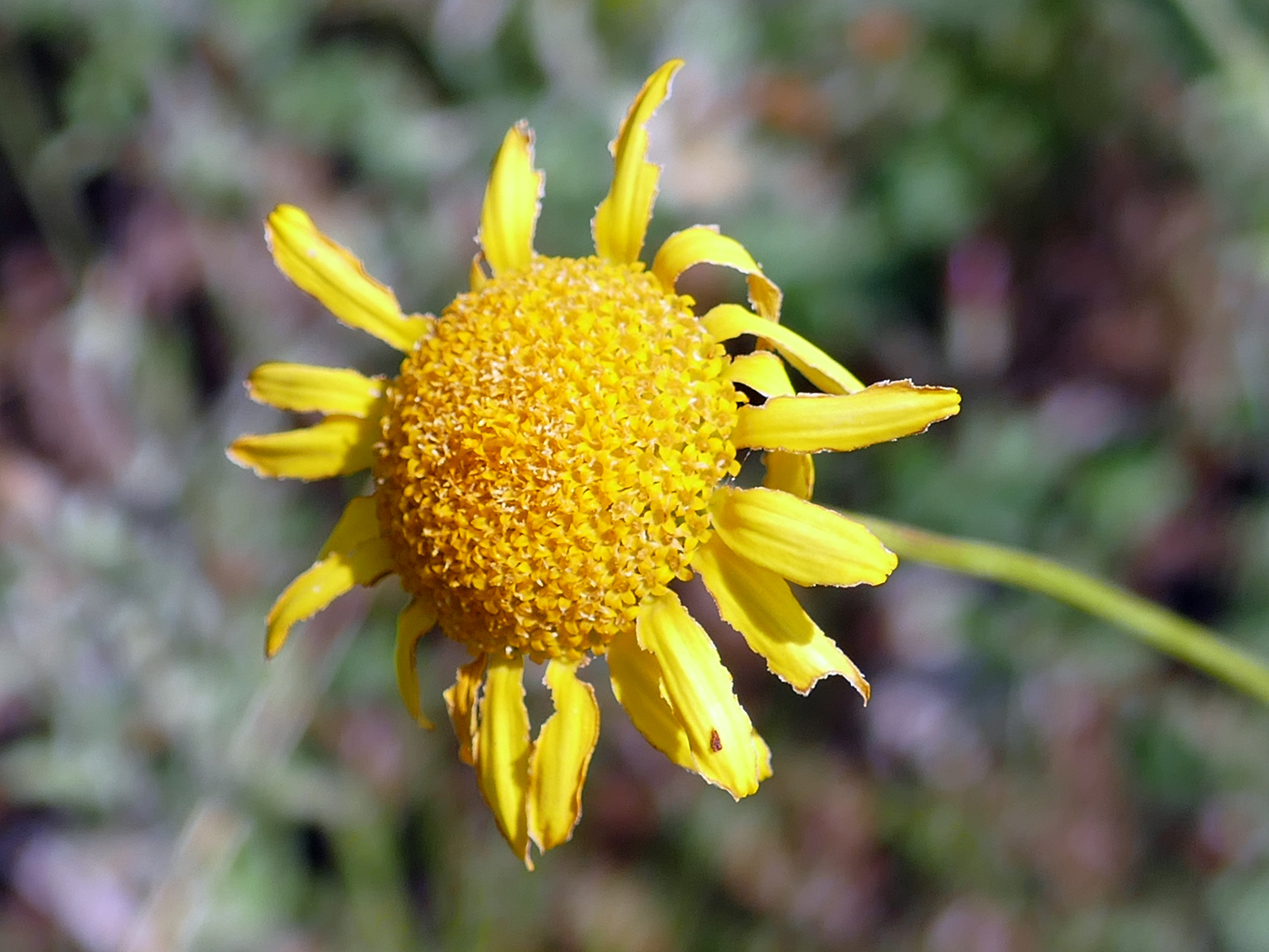 Image of Anthemis monantha specimen.