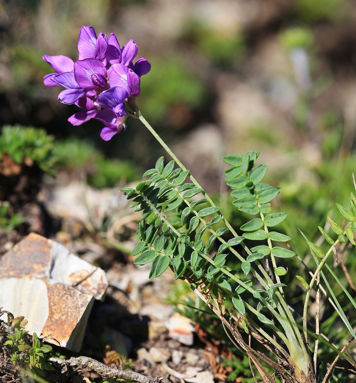 Изображение особи Oxytropis mandshurica.