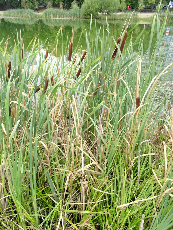 Изображение особи Typha angustifolia.