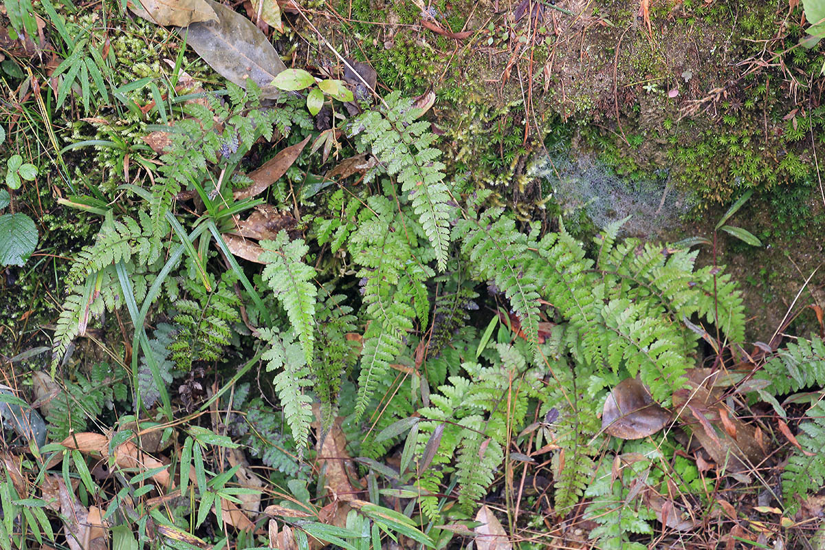 Image of class Polypodiopsida specimen.