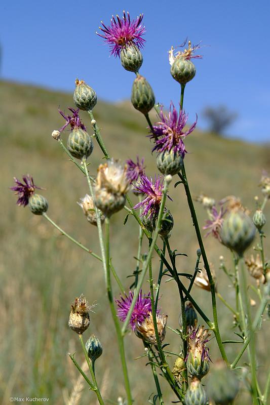 Image of Centaurea adpressa specimen.