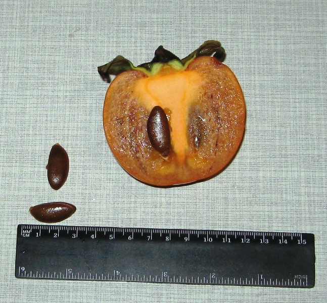 Image of Diospyros kaki specimen.