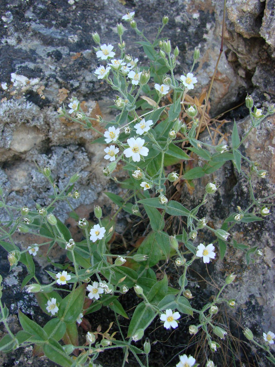 Изображение особи Mesostemma karatavicum.