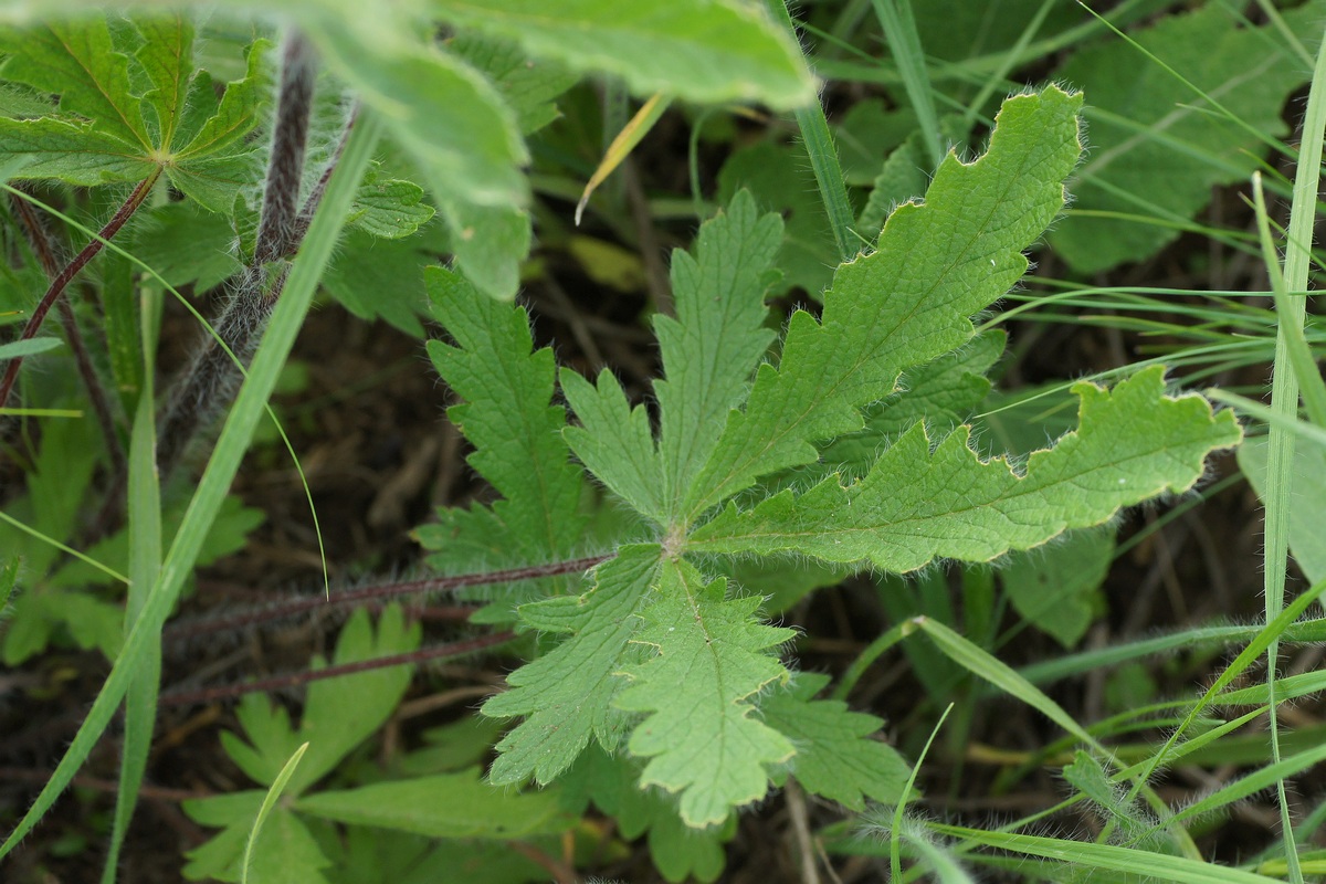 Изображение особи род Potentilla.