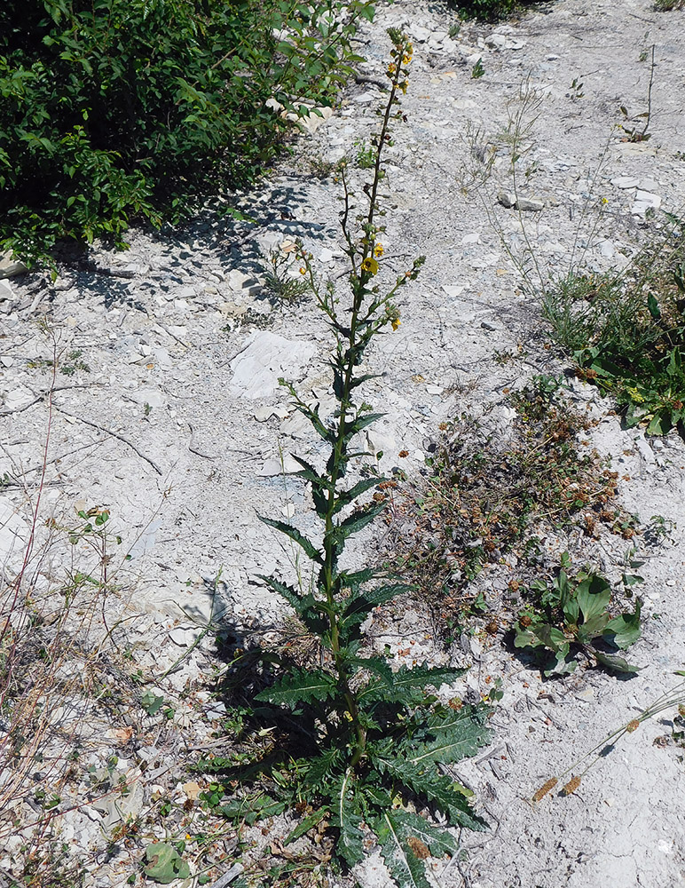 Изображение особи Verbascum blattaria.