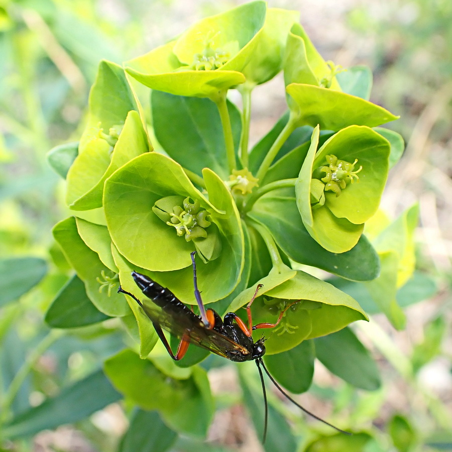 Изображение особи Euphorbia esula.