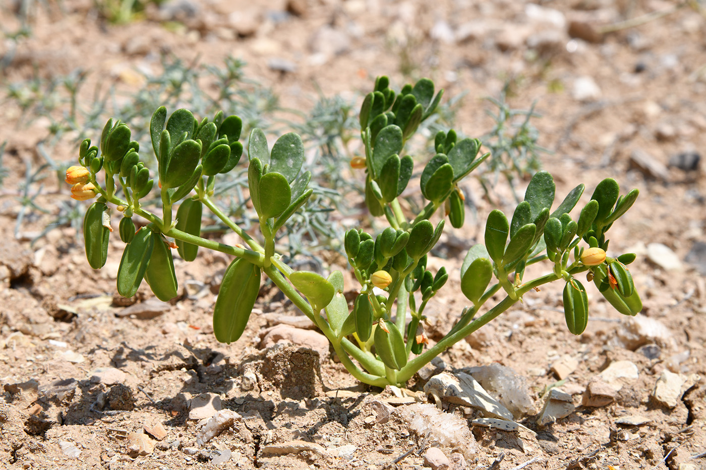 Image of Zygophyllum lehmannianum specimen.