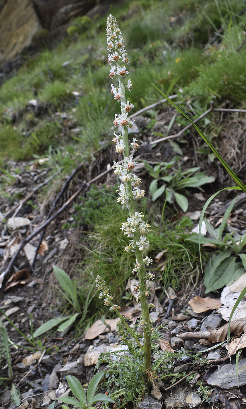 Изображение особи Reseda alba.