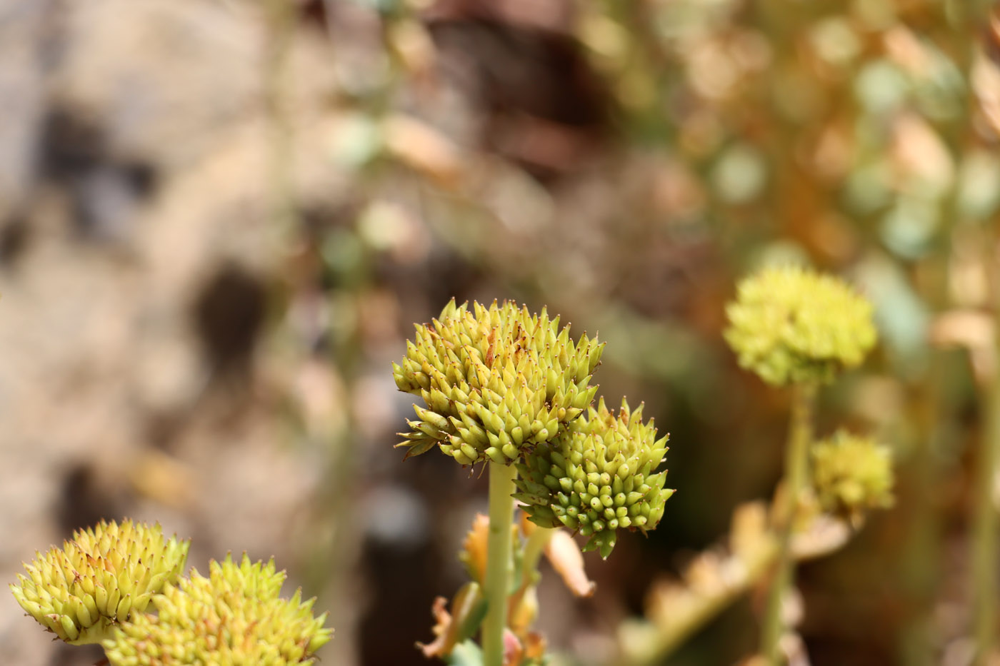 Изображение особи Rhodiola heterodonta.