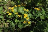 Caltha palustris