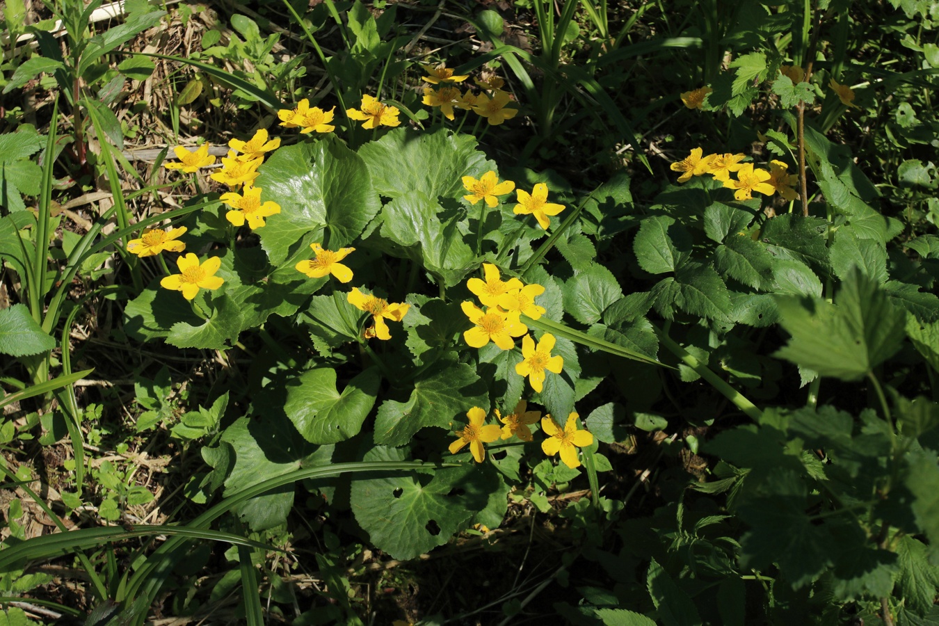 Изображение особи Caltha palustris.