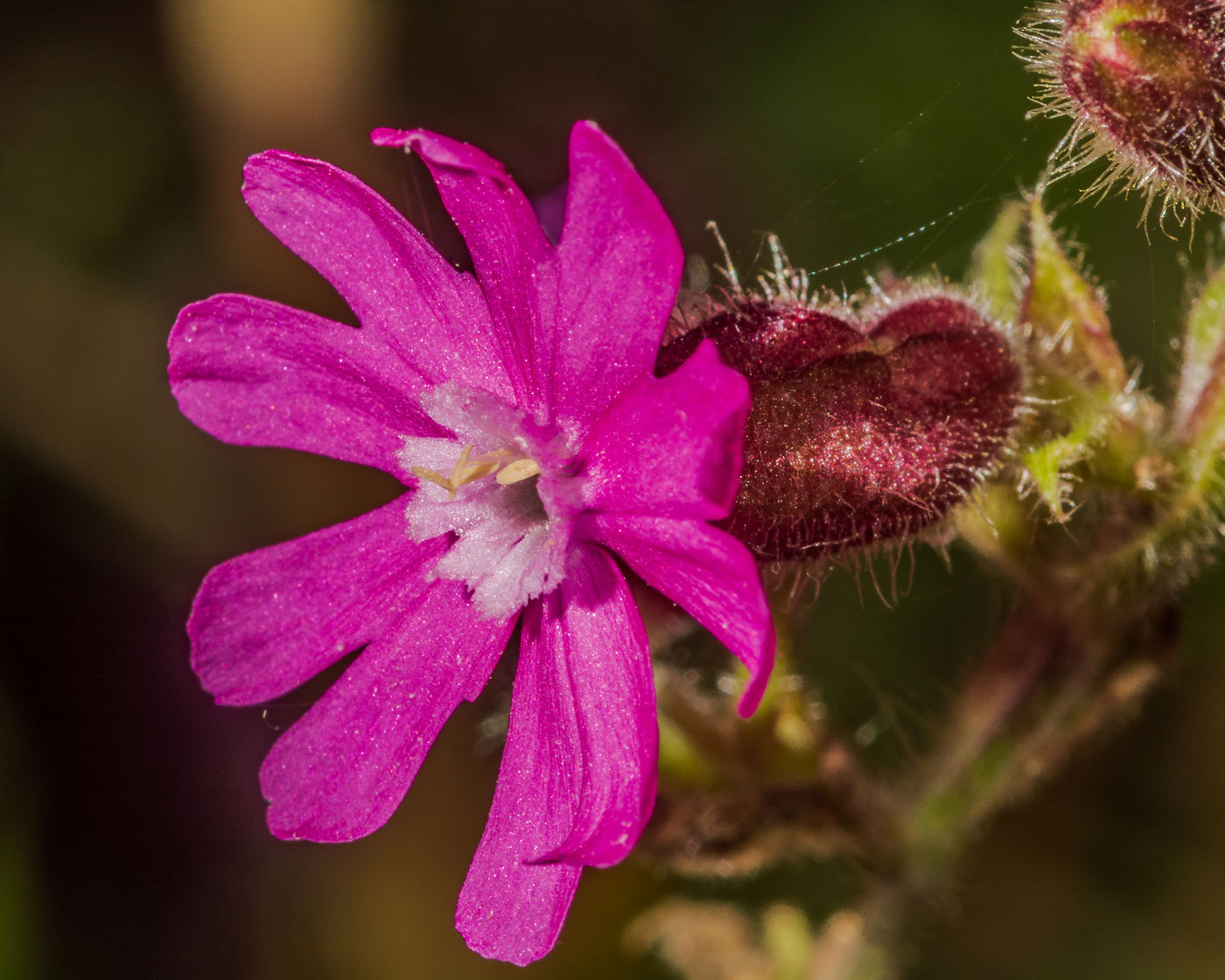 Изображение особи Melandrium dioicum.