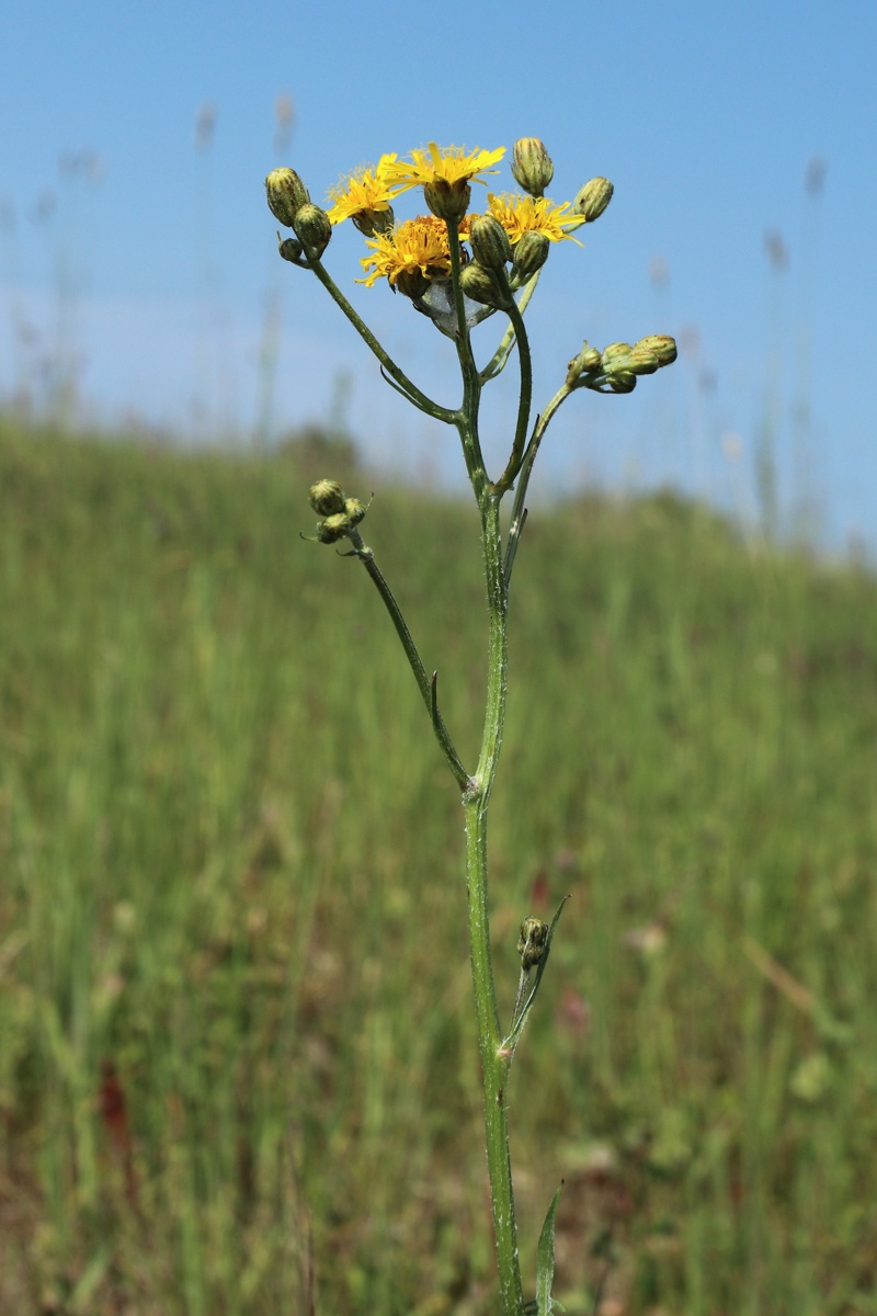 Изображение особи Crepis biennis.