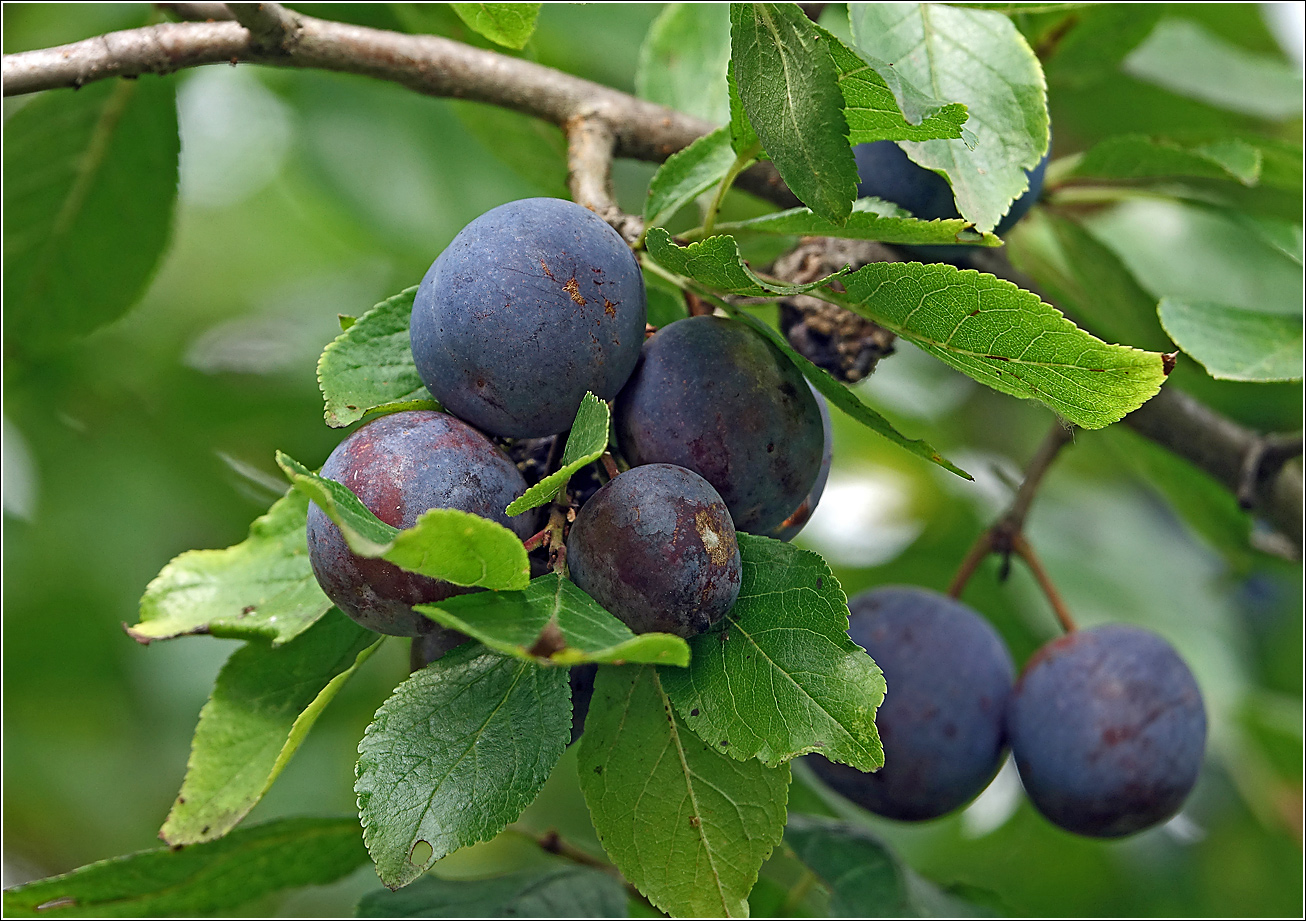 Image of Prunus spinosa specimen.