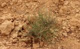 Смотреть изображение Salvia aegyptiaca
