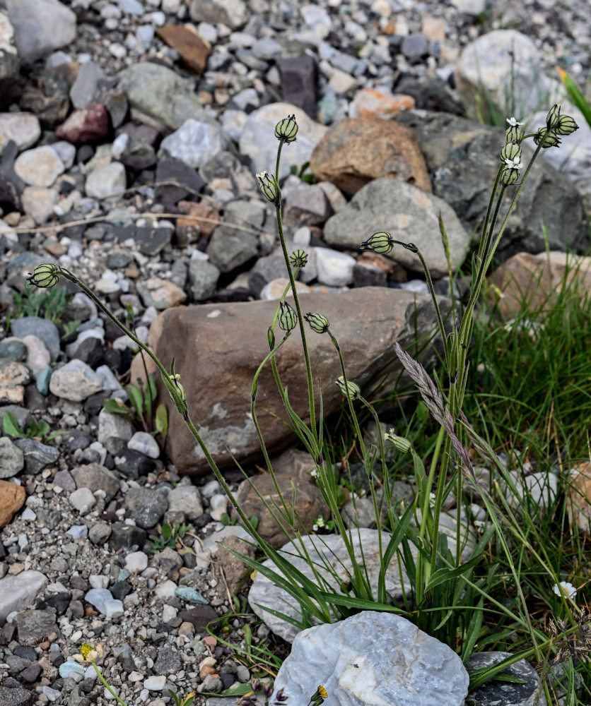 Image of Gastrolychnis gonosperma specimen.