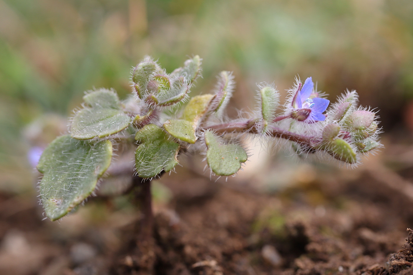 Image of Veronica triloba specimen.