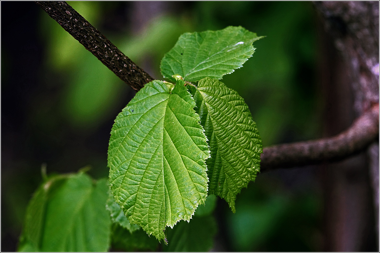 Image of Corylus avellana specimen.