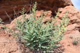 Astragalus baissunensis