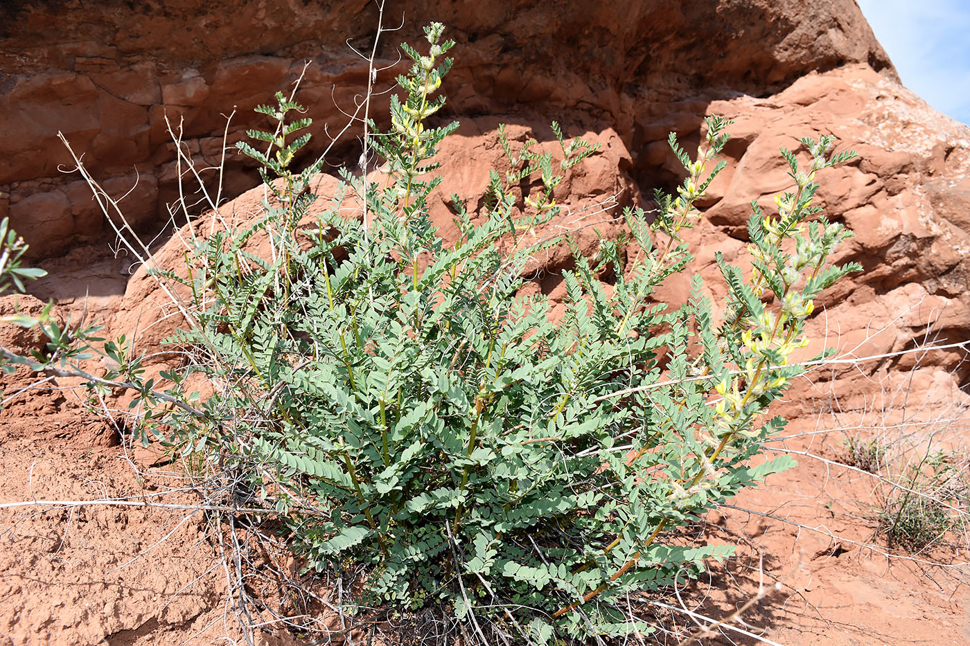 Изображение особи Astragalus baissunensis.