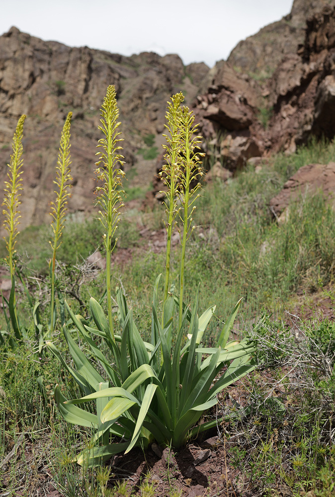 Изображение особи Eremurus fuscus.