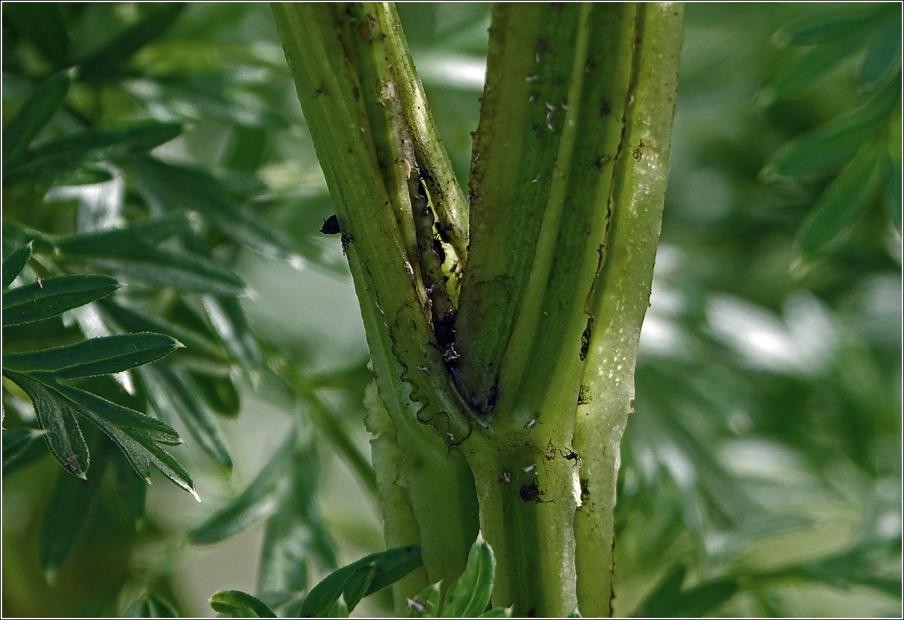 Изображение особи Selinum carvifolia.