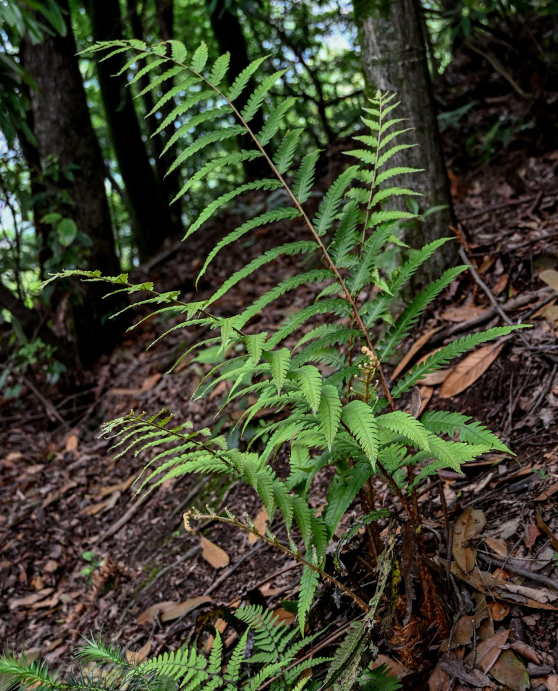 Image of Woodwardia japonica specimen.